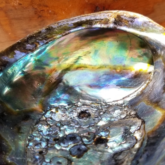 Large Abalone Shell-Great for home office or studio decor😍 - Picture 10 of 16